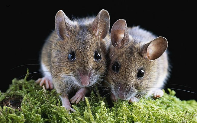 鼠类防治方案