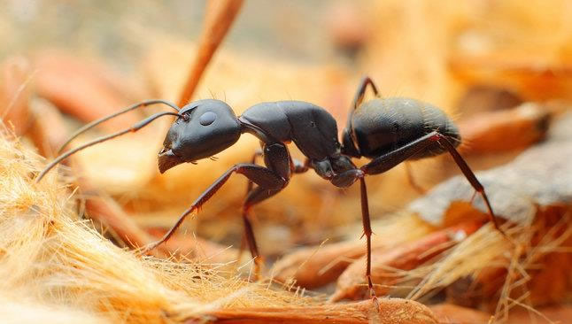 蚂蚁防治方案