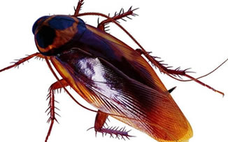 家庭怎样预防和消灭蟑螂